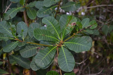 Anacardiaceae: Characters, Distribution and Types .